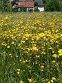IMG_0350